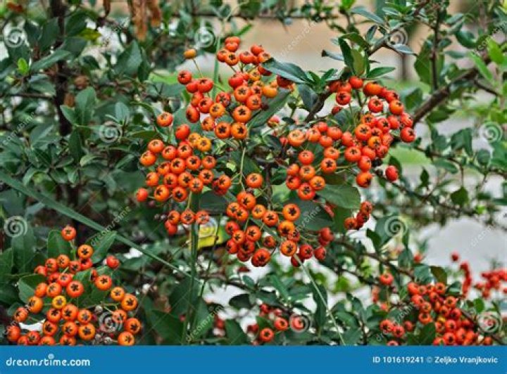 What kind of tree has orange berries on it?