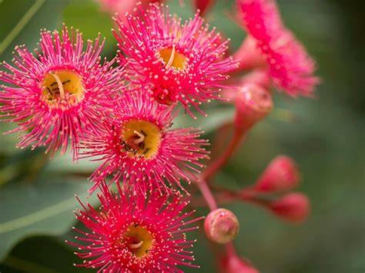 What plants were indigenous to Australia?
