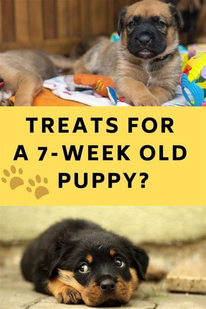 What should 4 week old puppies be doing?