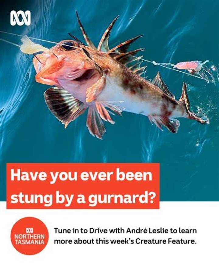 What size Gurnard can you keep?