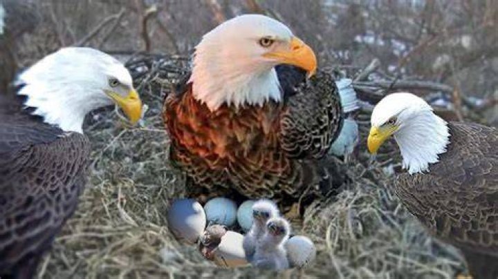 What time of year do eaglets hatch?