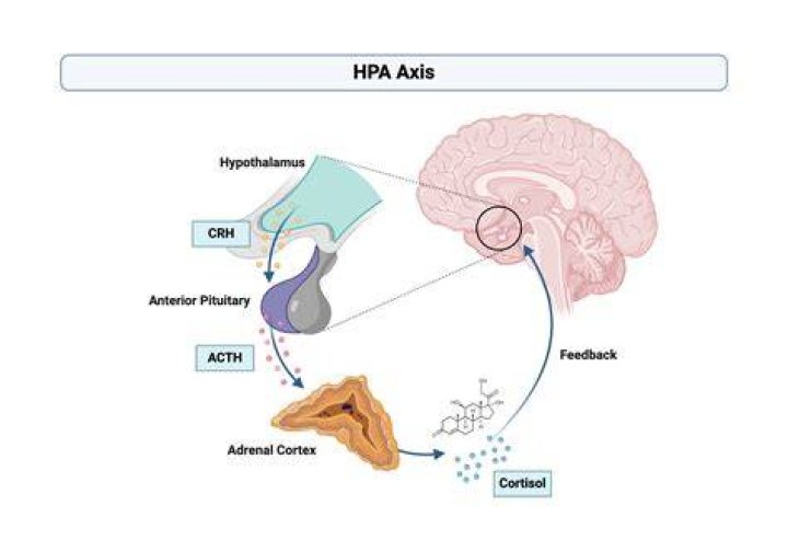 What type of feedback loop controls the HPA axis?