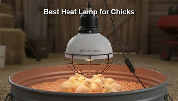 What type of heat lamp is best?