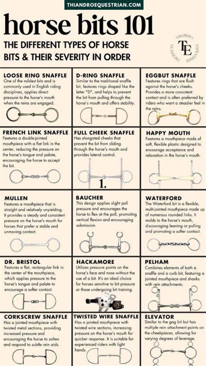 What types of horse training are there?