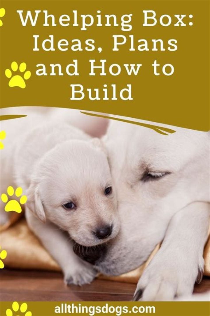 Free Whelping Box Plans PDF – Perfect Guide for Home Birth Prep