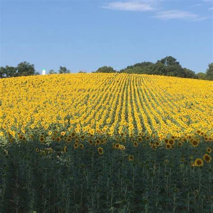 Where can I see sunflowers in Massachusetts?