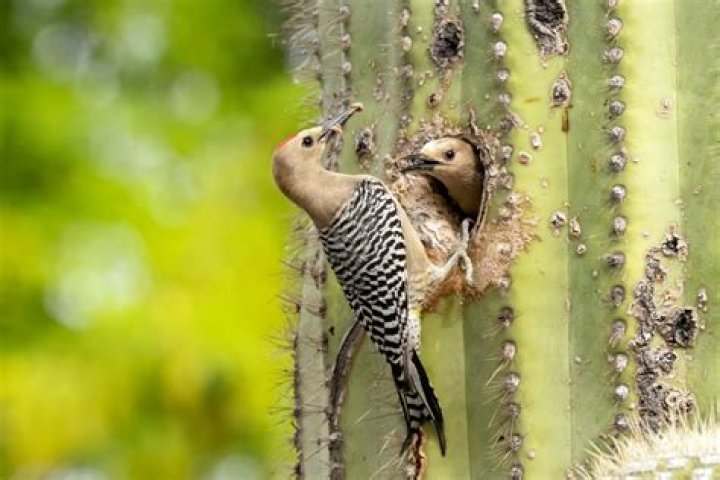 Where do Gila woodpeckers live?