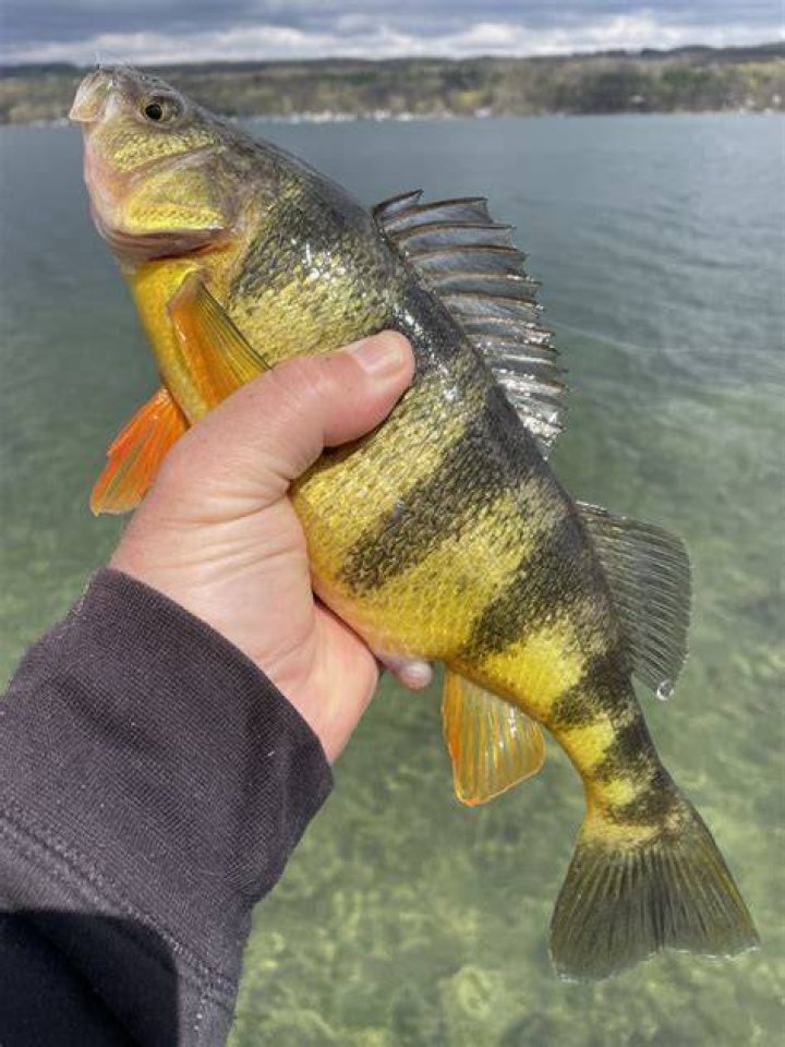 Where do perch spawn in Lake Michigan?