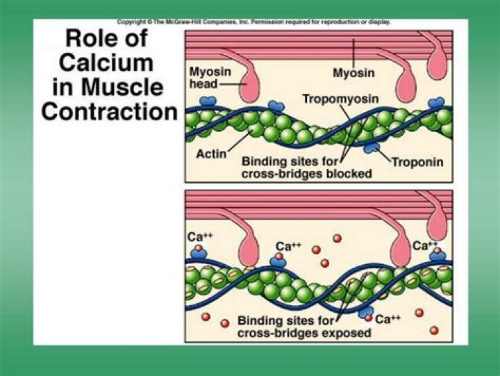 Where does calcium bind in skeletal muscle?
