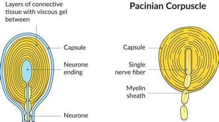 Where does the word corpuscle come from?