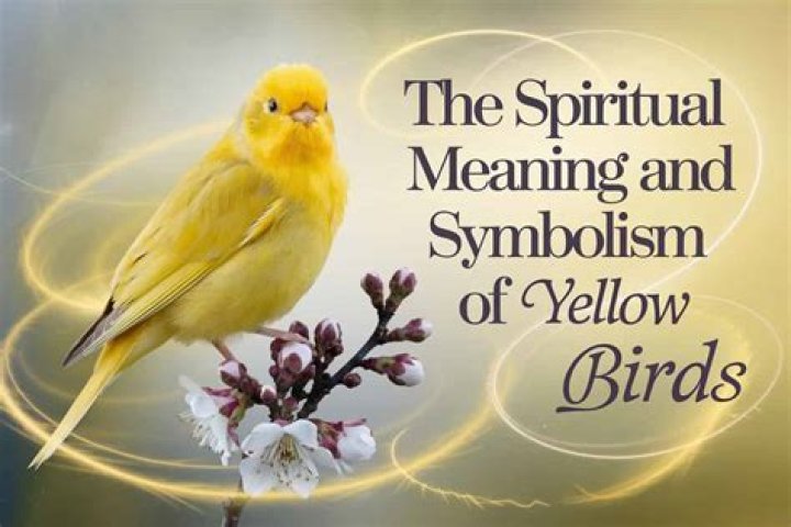 White Bird Meanings in Cultures, Religions & Spirituality Bird Guidance