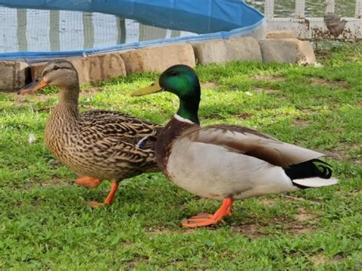 Who Are Dave Mallard And Jane Mallard? Felix Mallard Parents