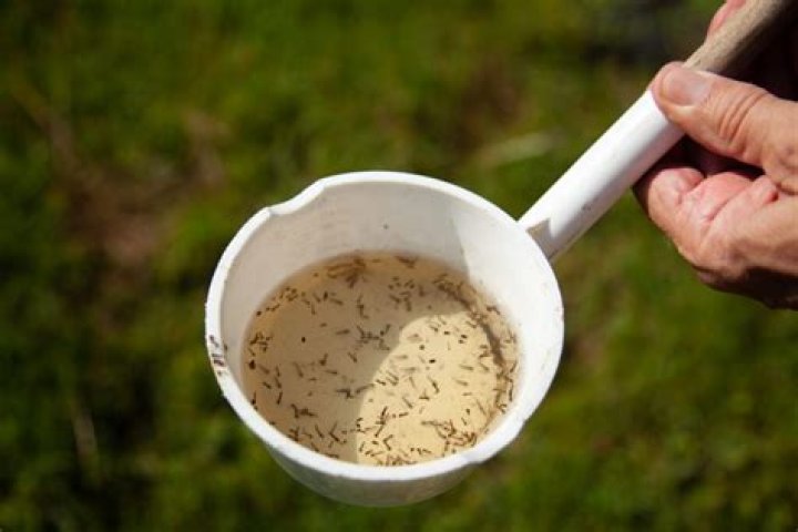 WHO Guidelines for Laboratory and Field Testing of Mosquito Larvicides – Complete PDF Resource