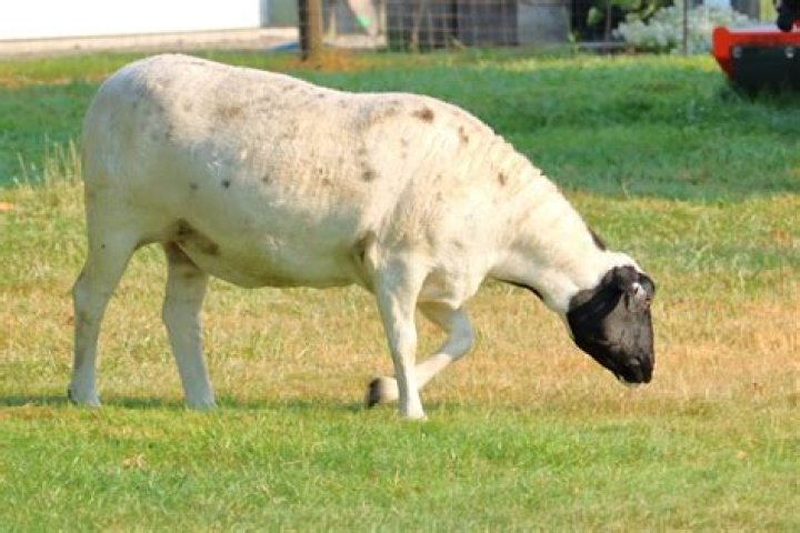 Why are all my sheep limping?