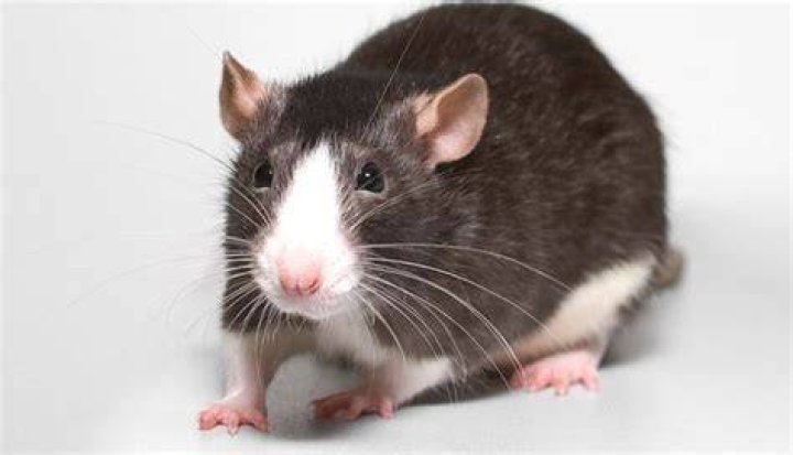 Why did Petco stop selling rats?