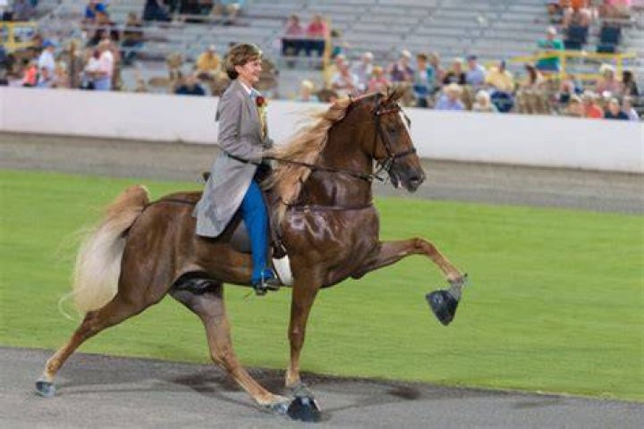 Why do Tennessee Walking horses walk that way?