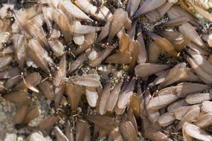 Why do termites swarm in spring?