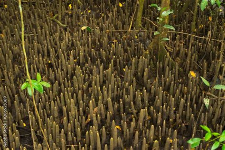 Why does Avicennia have breathing roots?