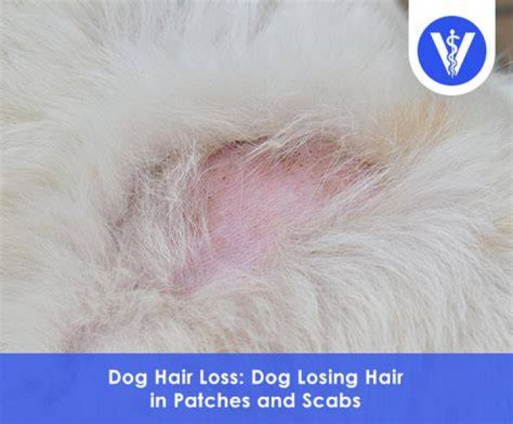 Why is my dog losing fur on her tail?