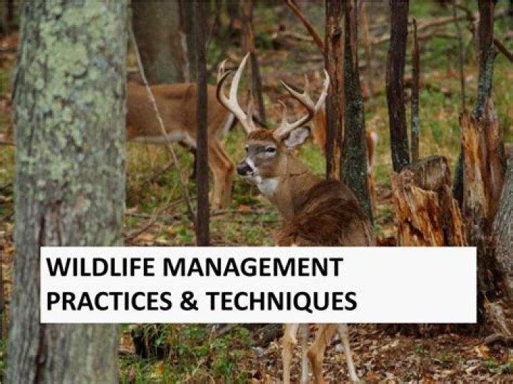 Wildlife Management Techniques PDF: Expert Strategies for Effective Conservation