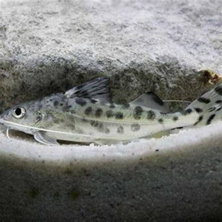 Will Hoplo catfish eat other fish?