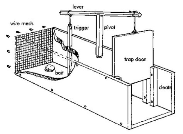 Wooden Armadillo Trap Plans PDF – Easy DIY Deterrent Designs