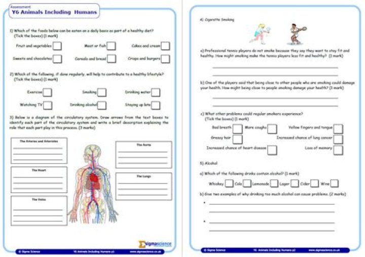 Year 6 Science Worksheets PDF – Download Free Printable Workbooks
