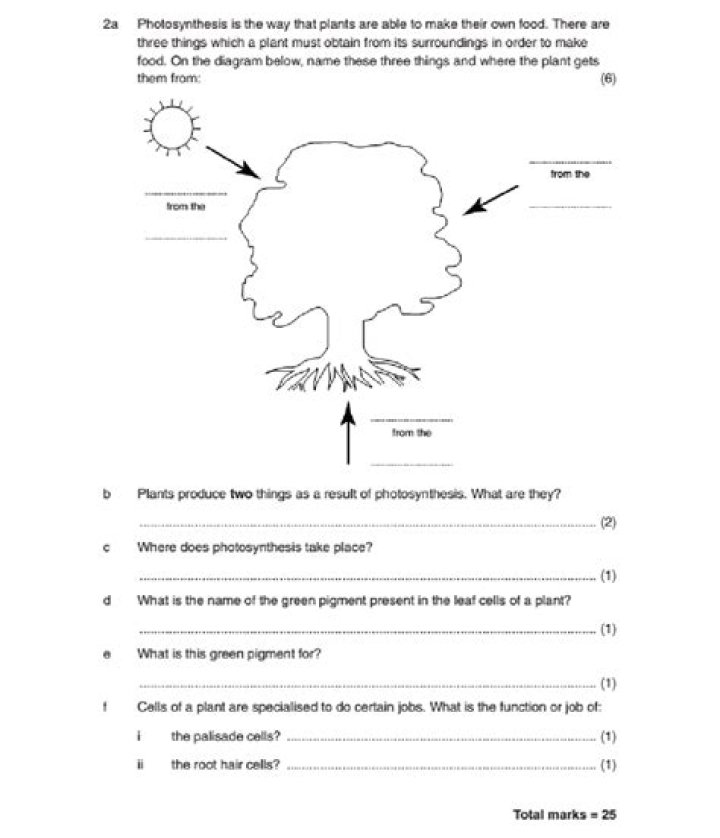 Year 8 Photosynthesis Test PDF – Easy-to-Download Practice Worksheet
